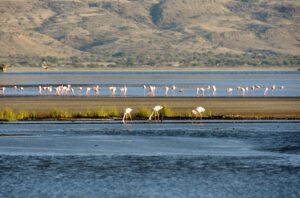 Flamingo Lake